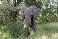 olifant in het wild by ChrisWillemsen thumbnail