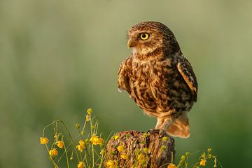 Steenuil in het late licht van Menno Schaefer