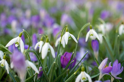 Salutations printanières