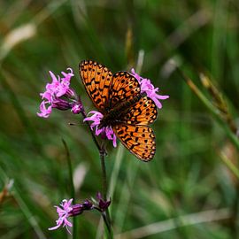 Papillon Lune d'Argent (carré)