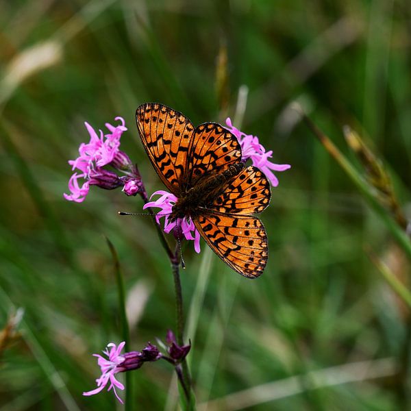 Butterfly Silver Moon (square) by SchoutenFoto