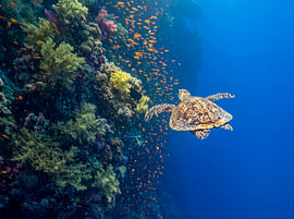 Schildkröte und Fahnenbarsch-Schwarm an einer steil abfallenden Riffkante von Laura Georgi Tier- und Ladschaftsfotografie