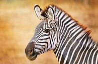 Zebra in Zambia van W. Woyke thumbnail