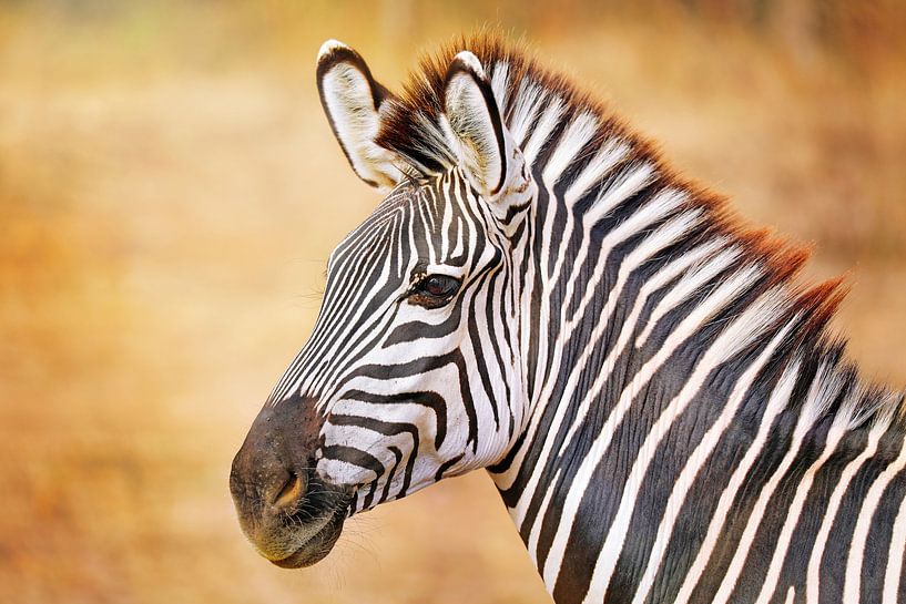 Zebra in Zambia par W. Woyke
