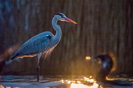 Sfeerbeeld van een reiger en een aalscholver in prachtig licht. van Nicky Depypere
