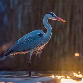 Sfeerbeeld van een reiger en een aalscholver in prachtig licht. van Nicky Depypere