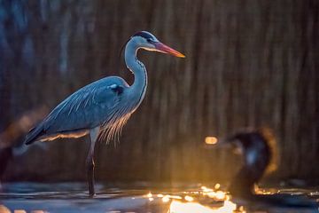 Atmospheric image of a heron and a cormorant in beautiful light. by Nicky Depypere