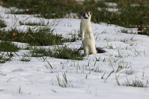 Stoat (Mustela erminea) kortstaartwezel Duitsland