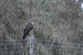 Buzzard