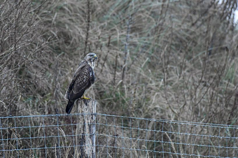 Buizerd van Shirley Douwstra