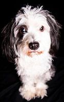 PowderPuff Dog