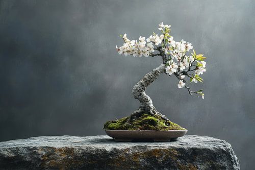 Mandelbloesem bonsai boom op een betonnen steen