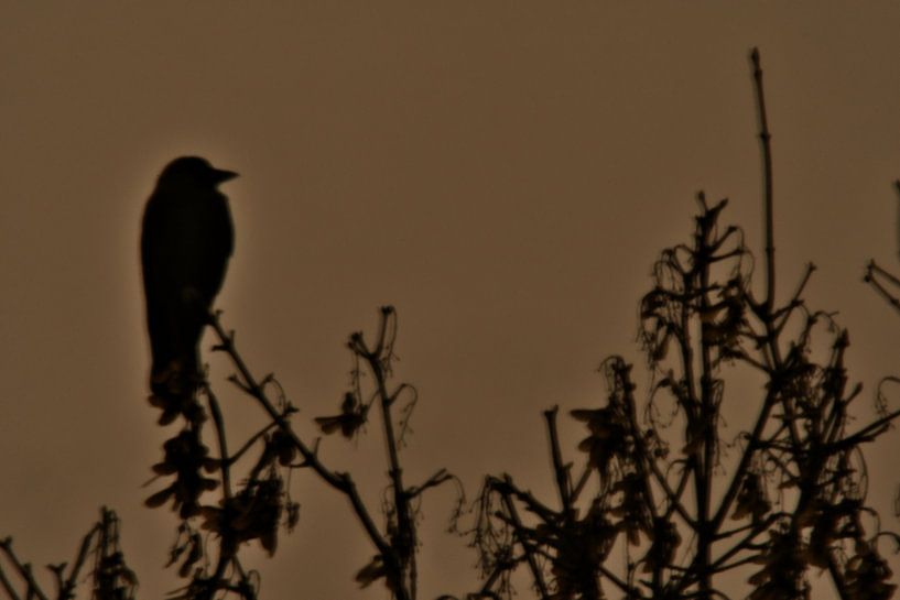 Silhouette d'un corbeau à la cime des arbres par Jolanda de Jong-Jansen