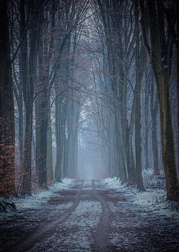 Winter in het bos.
