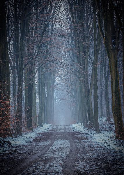 Winter im Wald. von Robby's fotografie