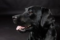 Schwarzer Hund, Labrador Retriever von Hennnie Keeris Miniaturansicht