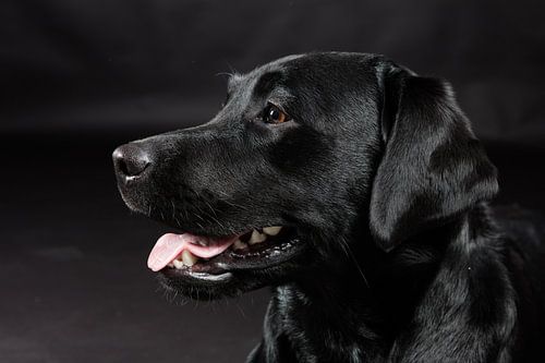 Chien noir, Labrador Retriever