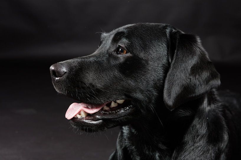 Schwarzer Hund, Labrador Retriever von Hennnie Keeris