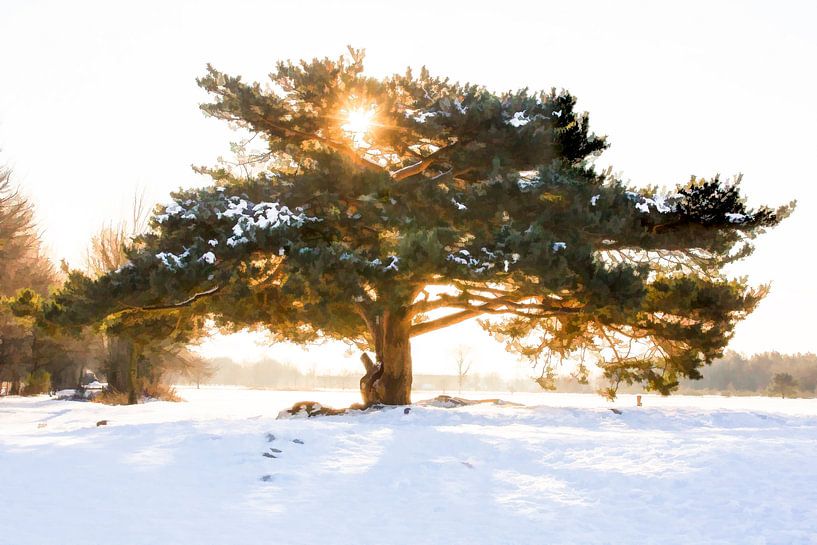 The sun through the branches by Michar Peppenster