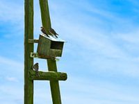 drei Turmfalken auf der Lauer