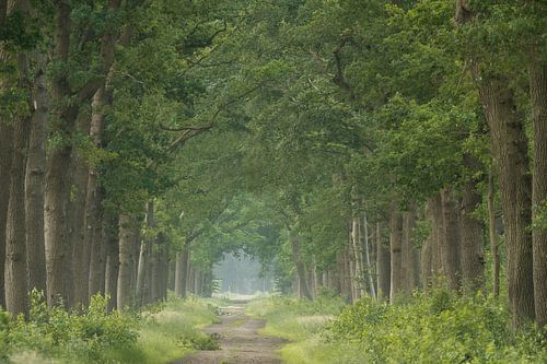 De statige bomen langs de