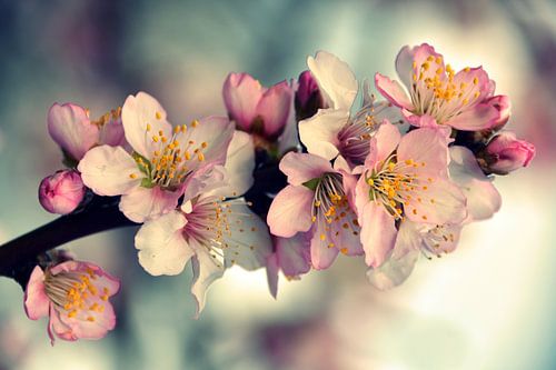 Mandelblüte in der Pfalz