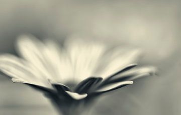 Solo bloem in zwart/wit von Ellen Driesse