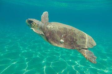 Zeeschildpad in Zakynthos van Daniëlle van der meule