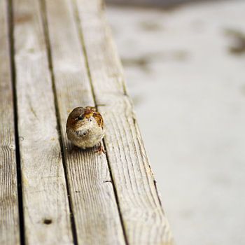 Een mus in een moment van rust