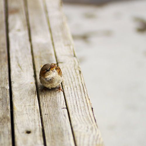 A sparrow in a moment of quietness