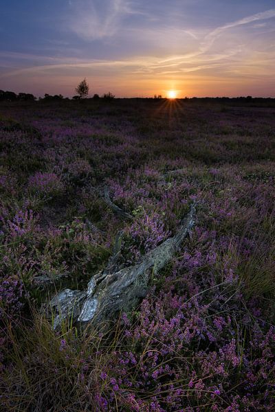Tree trunk in the heath at sunset. by AdJ Fotografie