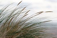 Dune grass on the beach