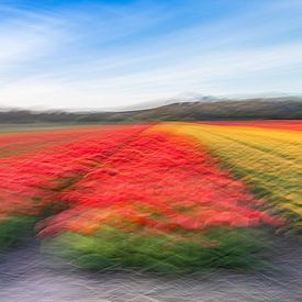 Eindrücke von Tulpenfeldern von Yanuschka | Fotografie Noordwijk