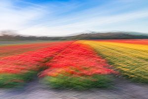Impressions des champs de tulipes
