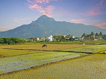 Der heilige Berg Arunachala in Tamil Nadu, Indien, bei Sonnenaufgang von Eye on You