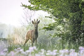 Reebok in het groen met op de voorgrond de pinksterbloemen. van Gerard Boerkamp