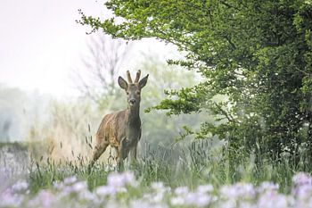 Reebok en vert avec des fleurs de coucou au premier plan.