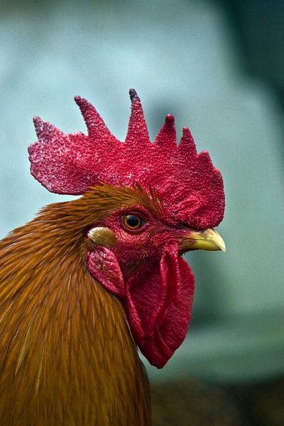 Haan by foto-fantasie foto-fantasie