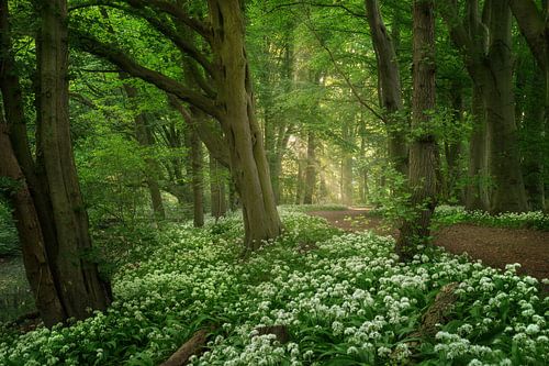Het bos van wilde knoflook
