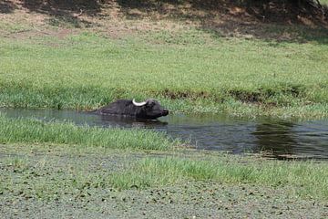 Waterbuffels in Kerkini reservoir 2020 van ADLER & Co / Caj Kessler