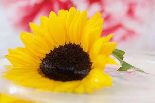 Een gele zonnebloem in water