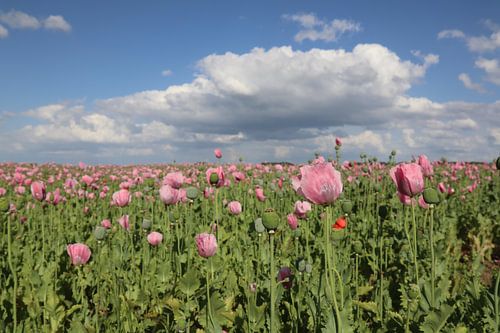 papaverveld in bloei