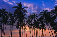 Palms at Sunset at Pu'uhonua o Hōnaunau, Hawaii by Henk Meijer Photography thumbnail
