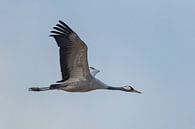 Kraanvogel vliegend in de lucht van Sjoerd van der Wal Fotografie thumbnail