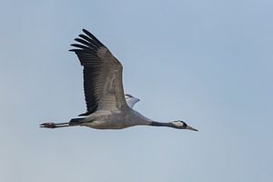 Kranichvogel oder Kranich fliegt in der Luft von Sjoerd van der Wal Fotografie