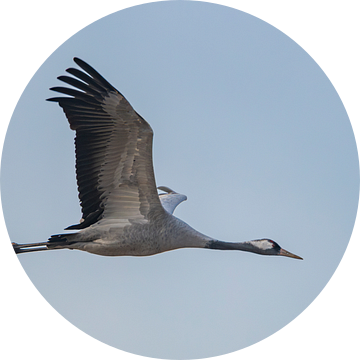 Kraanvogel vliegend in de lucht van Sjoerd van der Wal Fotografie