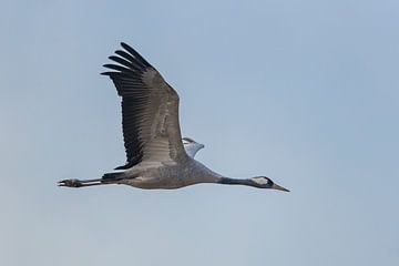 Oiseau grue ou grue cendrée volant dans les airs sur Sjoerd van der Wal Photographie