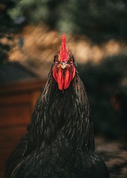 Look me straight in my chicken