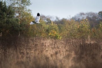 Busard Saint-Martin sur Danny Slijfer Natuurfotografie