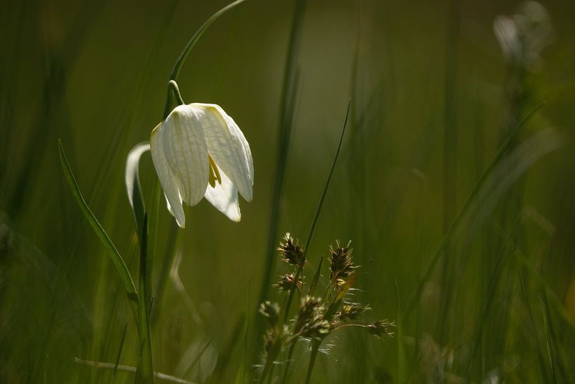 Wilde kievitsbloem, Snake's head, Fritillaria meleagris, Overijssel van Corrie Post
